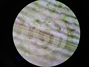 Aquatic plant cell