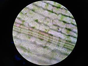 Aquatic plant cell