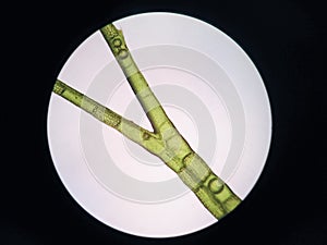 Aquatic plant cell