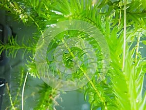 Elodea in aquarium.
