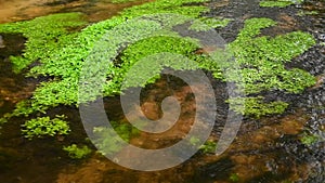 Aquatic plant floating in a flowing water