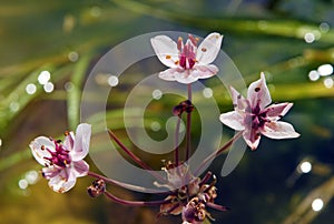 Aquatic plant Flowering rush