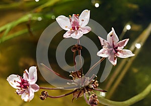 Aquatic plant Flowering rush