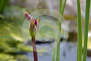 Aquatic plant Flowering rush