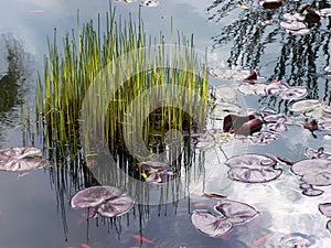 Aquatic plant and flowers