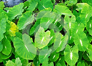 Aquatic plant foliage background