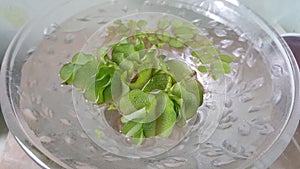 Aquatic Plant in Glass Bowl