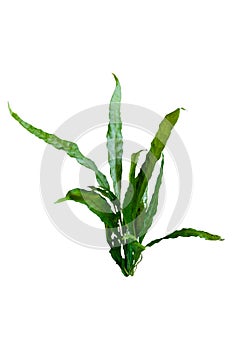 Aquatic plant java fern (microsorum pteropus narrow) isolated on white background with clipping path