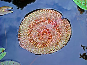 Aquatic plant leaf on lake Euryale ferox, Rio photo