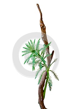 Aquatic plant Myriophyllum aquaticum twining around dead logs isolated on white background with clipping path