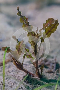 The aquatic plant potamogeton crispus on the bottom of a fresh water lake