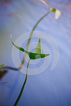 Aquatic plant on a river or lake