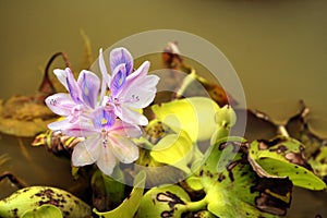 Aquatic plant sends delicate blooms up from murky waters