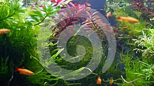 aquatic plant vegetation move in flow, freshwater ryoboku Amano aquascape, planted aquarium detail, java moss produce air bubble,