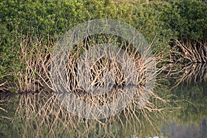 Aquatic plants