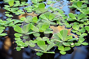 Aquatic plants