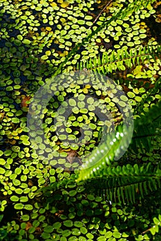 Aquatic plants. Beautiful natural green background. Salvinia natans