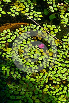 Aquatic plants. Beautiful natural green background. Salvinia natans