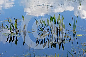 American water plantain plants, blue sky and clouds reflecting in the water - Alisma subcordatum