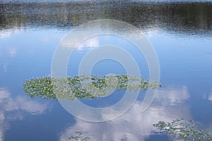 Aquatic plants with flowers and leaves growing on forest lake surface with a reflection of blue sky and clouds