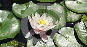 Aquatic plants in the gardens of Mosen Cinto Verdaguer