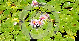 Aquatic plants Gardens MossÃ¨n Cinto Verdaguer