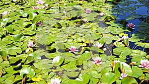 Aquatic plants Gardens MossÃ¨n Cinto Verdaguer