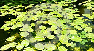 Aquatic plants in the gardens of MosÃ©n Cinto Verdaguer in Montjuic, Barcelona