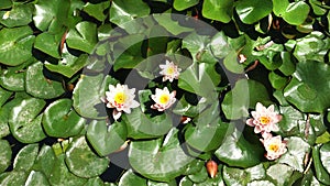 Aquatic plants in the gardens of MosÃ©n Cinto Verdaguer in Montjuic, Barcelona