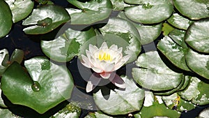 Aquatic plants in the gardens of MosÃ©n Cinto Verdaguer in Montjuic, Barcelona