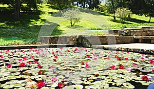 Aquatic plants in the gardens of MosÃ©n Cinto Verdaguer in Montjuic, Barcelona