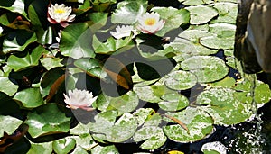 Aquatic plants in the gardens of MosÃ©n Cinto Verdaguer in Montjuic, Barcelona