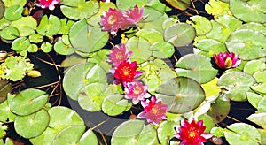 Aquatic plants in the gardens of MosÃ©n Cinto Verdaguer in Montjuic, Barcelona