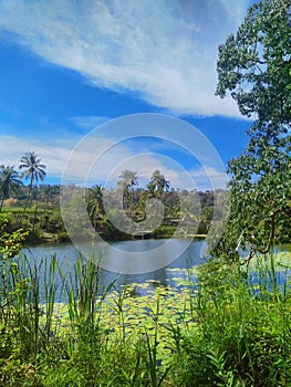 Aquatic plants and grass in Wogabiloi lake photo