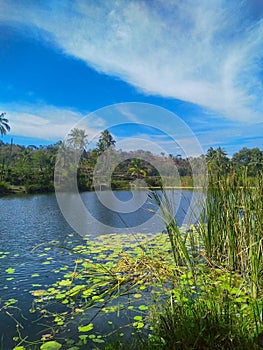 Aquatic plants in Wogabiloi lake photo