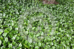 Aquatic Plants photo