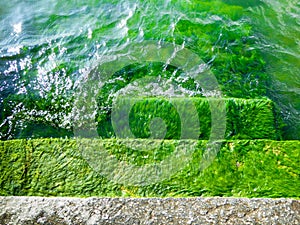 Aquatic plants inside Erhai lake