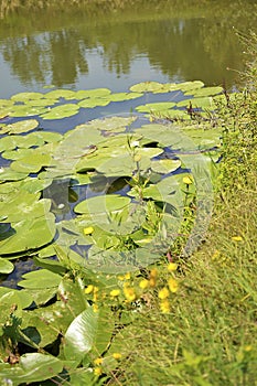 Aquatic plants in the lake with water lilies