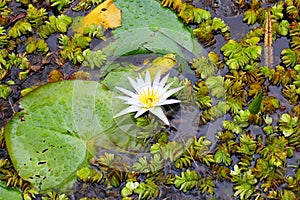 Aquatic plants of a lake with a white lotus flower in the center