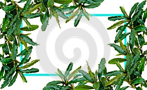 Aquatic plants leaves nature frame layout of green leaf native bucephalandra wavy with blue frame on white background