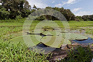 Aquatic Plants Manaus photo