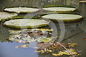 Aquatic Plants Old And Young Victoria Leaves