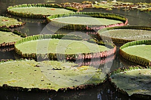 Aquatic Plants Old And Young Victoria Lotus Leaves