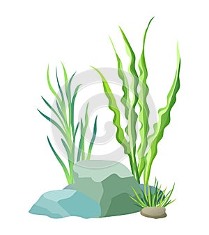 Aquatic Plants with Stones Vector Illustration