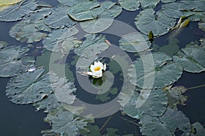 Aquatic plants with a white lili