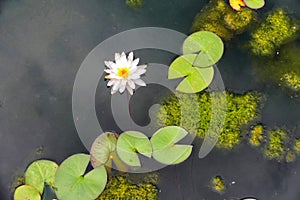 Aquatic plants white water lily and floating leaves