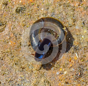 Aquatic pulmonate gastropod mollusks (Planorbis planorbis)