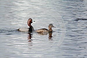 Aquatic Redhead Duck Pairing