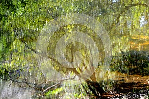 Aquatic reflection, painting effect image.