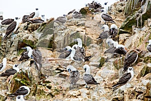 Aquatic seabirds in Peru,South America, coast at Paracas National Reservation, Peruvian Galapagos. Ballestas Islands.